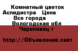 Комнатный цветок Аспидистра › Цена ­ 150 - Все города  »    . Вологодская обл.,Череповец г.